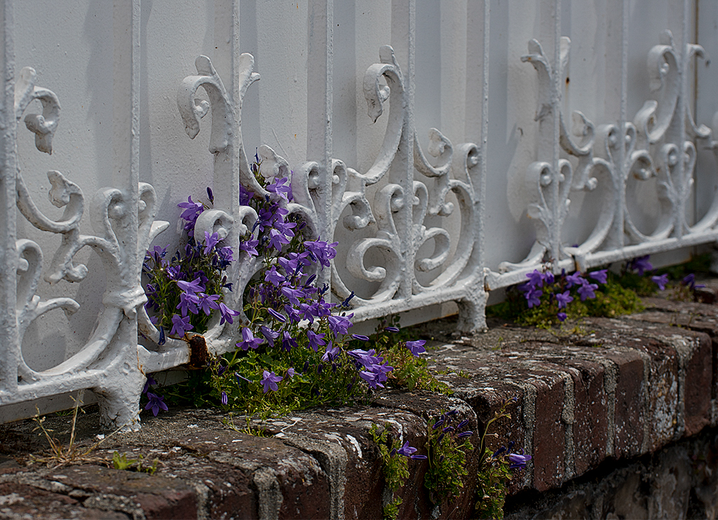 Normandie 05 - 2016_KA79499-1 Kopie.jpg - Als wir dann 2 Tage auf dem Campingplatz gebucht hatten, kam die nächste Katastrofe. Im nahegelegenen Wald ratterten von Morgens bis Abends die Kettensägen der Waldarbeiter. Als wir mehrmals in den kleine Ort geflüchtet waren und die Säge nicht verstummten sind wir dann stinksauer weitergefahren. Es war irgentwie der Wurm drin